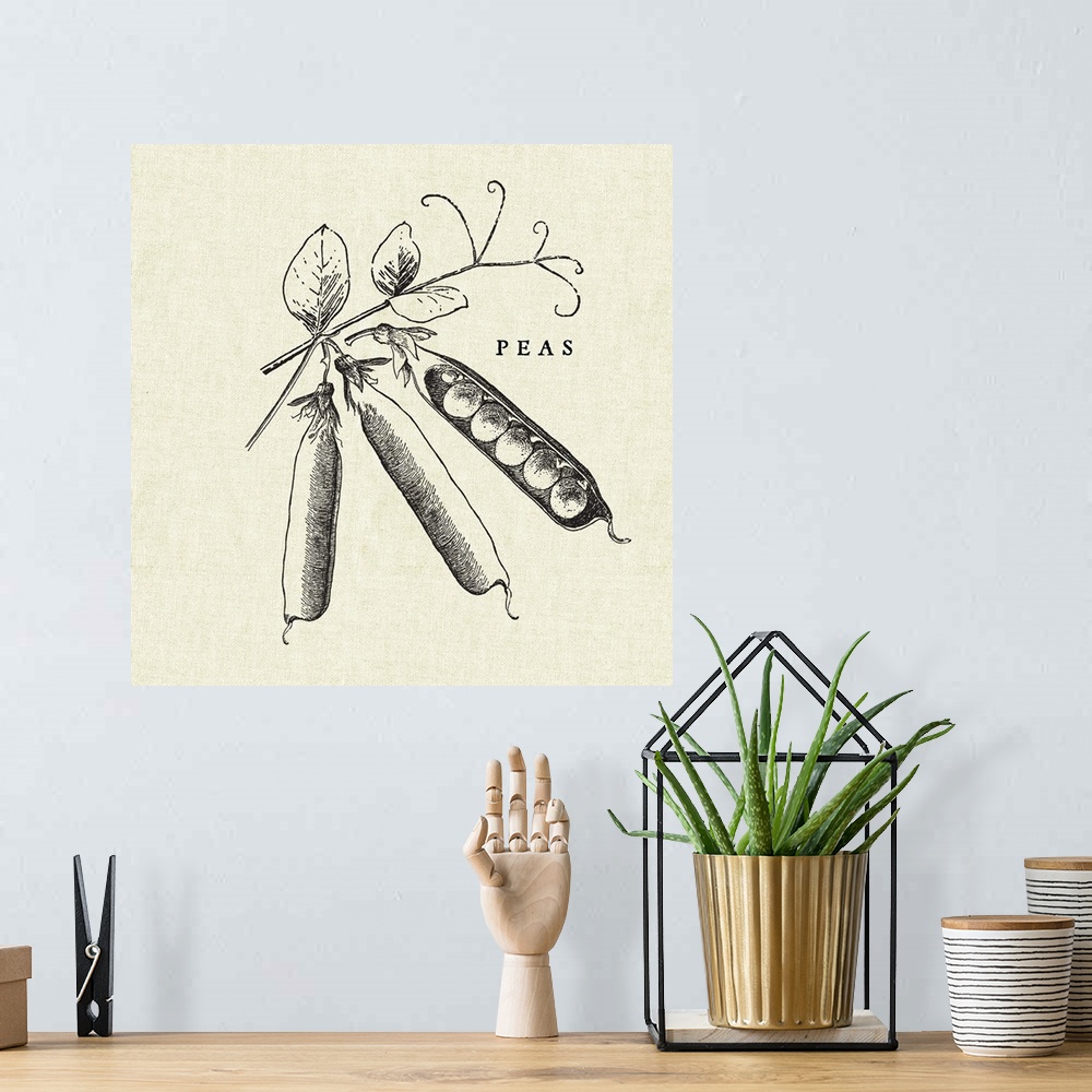 A bohemian room featuring Black and white illustration of peas in pods on a rustic linen background.
