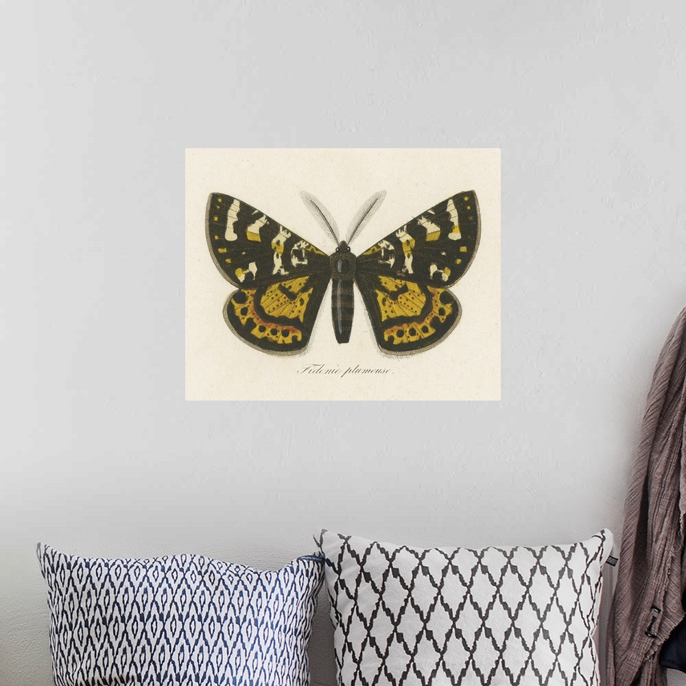 A bohemian room featuring Natures Butterfly V