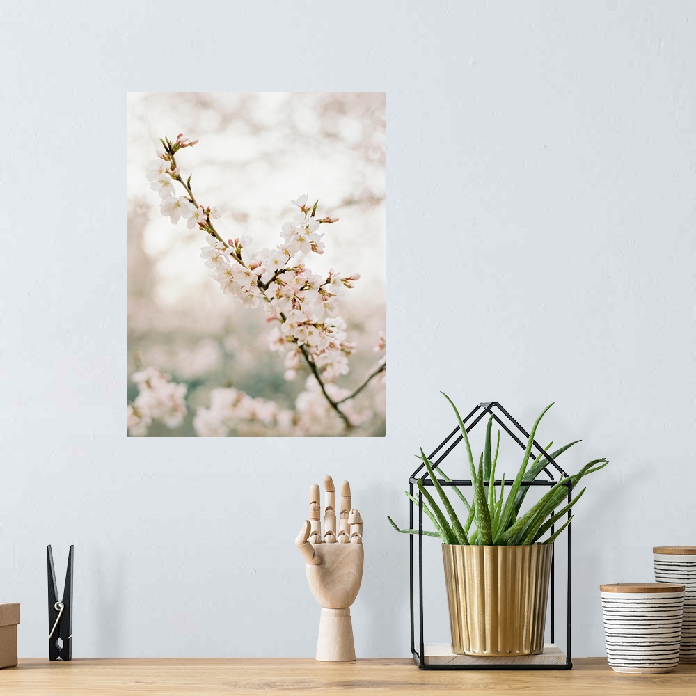 A bohemian room featuring Photograph of pale pink cherry blossom flowers, New York City.