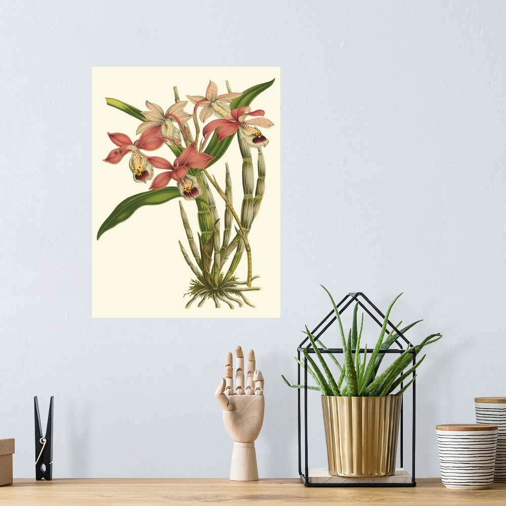 A bohemian room featuring Blushing Orchids II