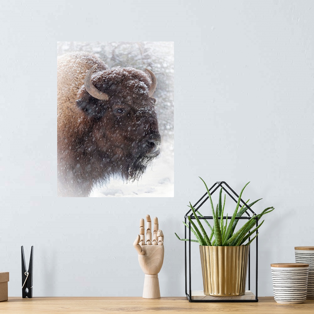 A bohemian room featuring Buffalo In Snow