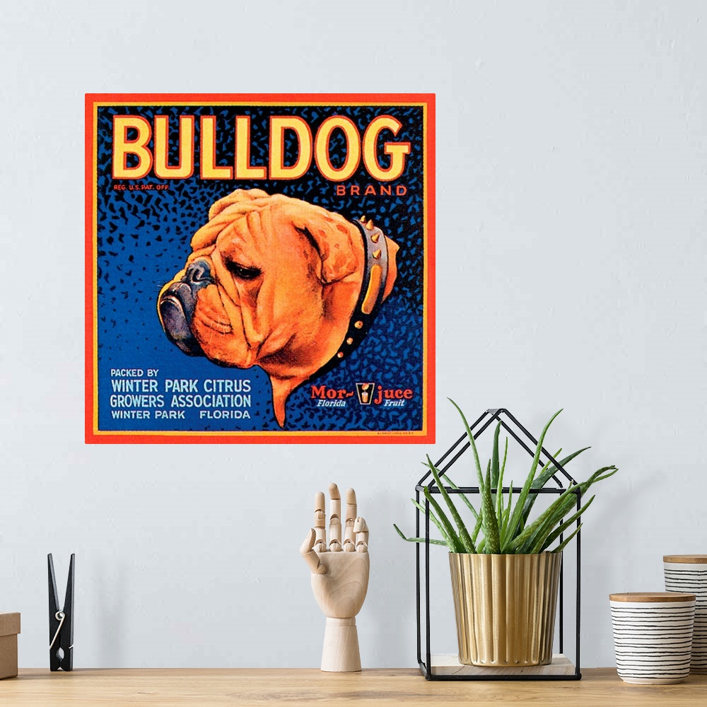 A bohemian room featuring Bull Dog