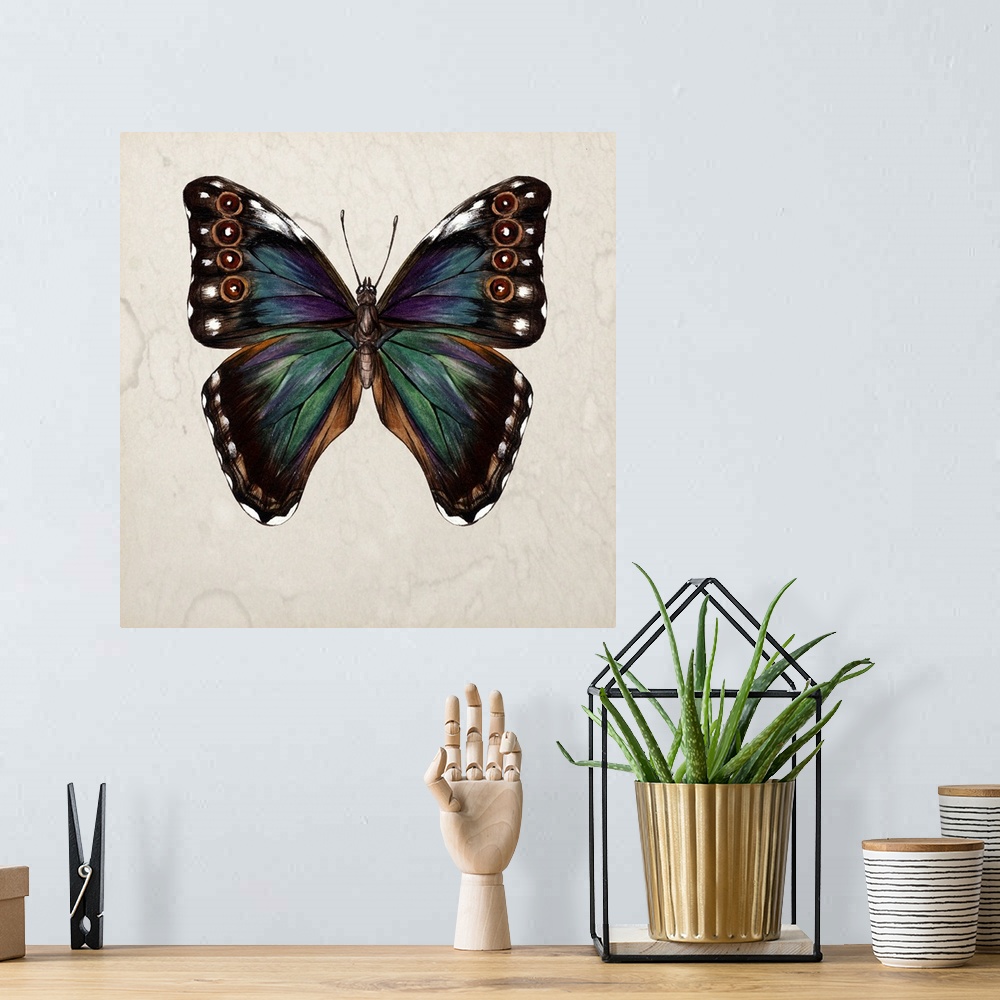 A bohemian room featuring Vintage style illustration of a butterfly on a beige, watermarked background.