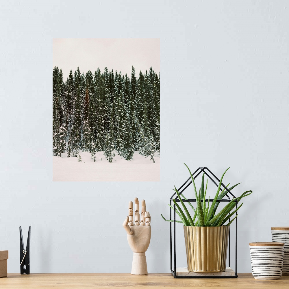 A bohemian room featuring Photograph of evergreen trees dripping with snow, Banff National Park, Canada