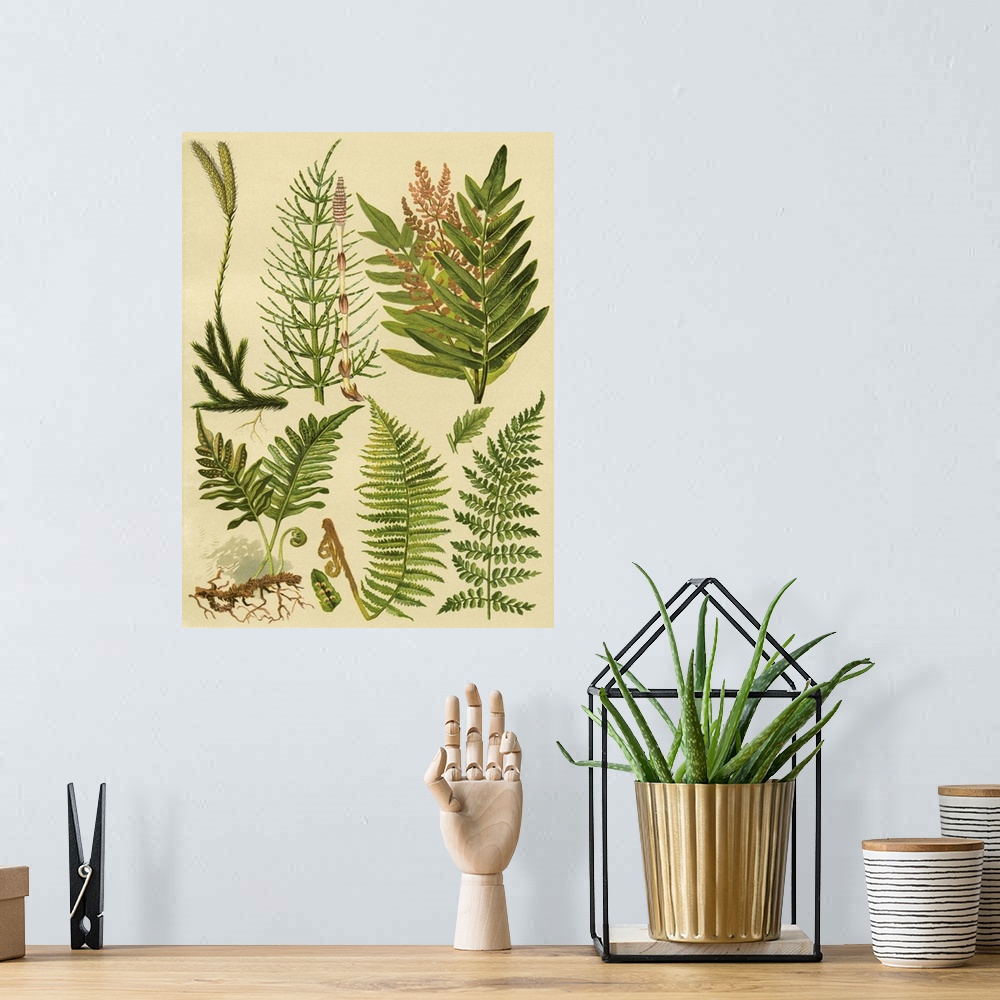 A bohemian room featuring Fern Collection II