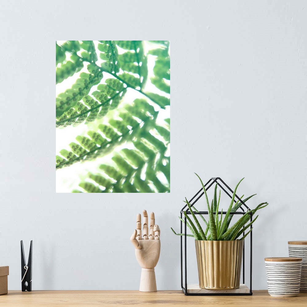 A bohemian room featuring Photograph of the leaves on a green fern.