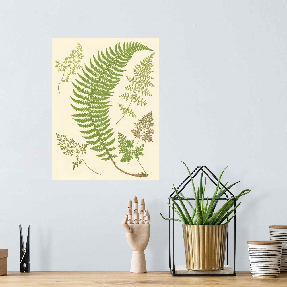 A bohemian room featuring Ferns with Platemark IV