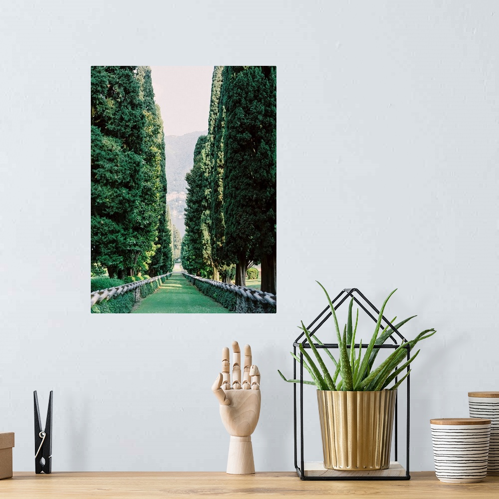 A bohemian room featuring Photograph taken between an avenue of tall trees, Lake Como, Italy.