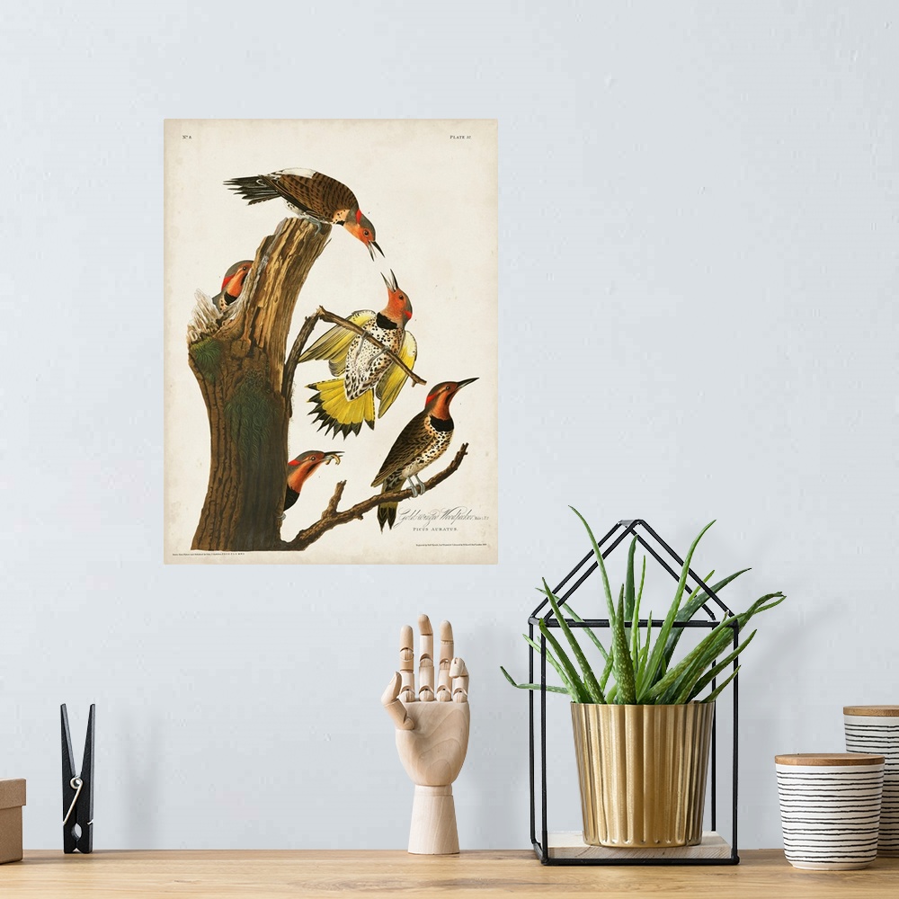 A bohemian room featuring Gold-Winged Woodpecker
