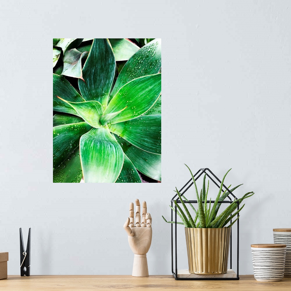 A bohemian room featuring Green Tropical Succulent IV