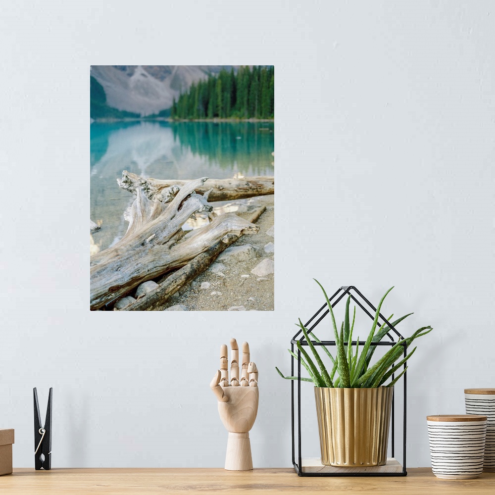 A bohemian room featuring Photograph of driftwood on the shore of Moraine Lake, Banff, Canada.