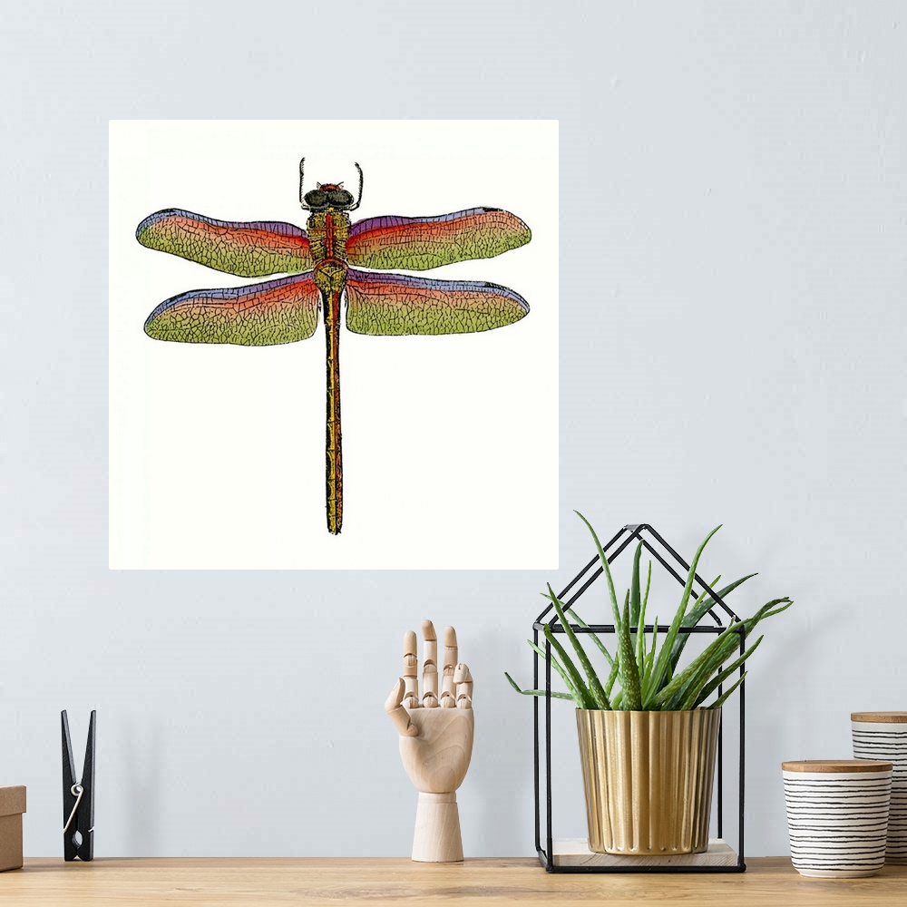 A bohemian room featuring Miniature Dragonfly III