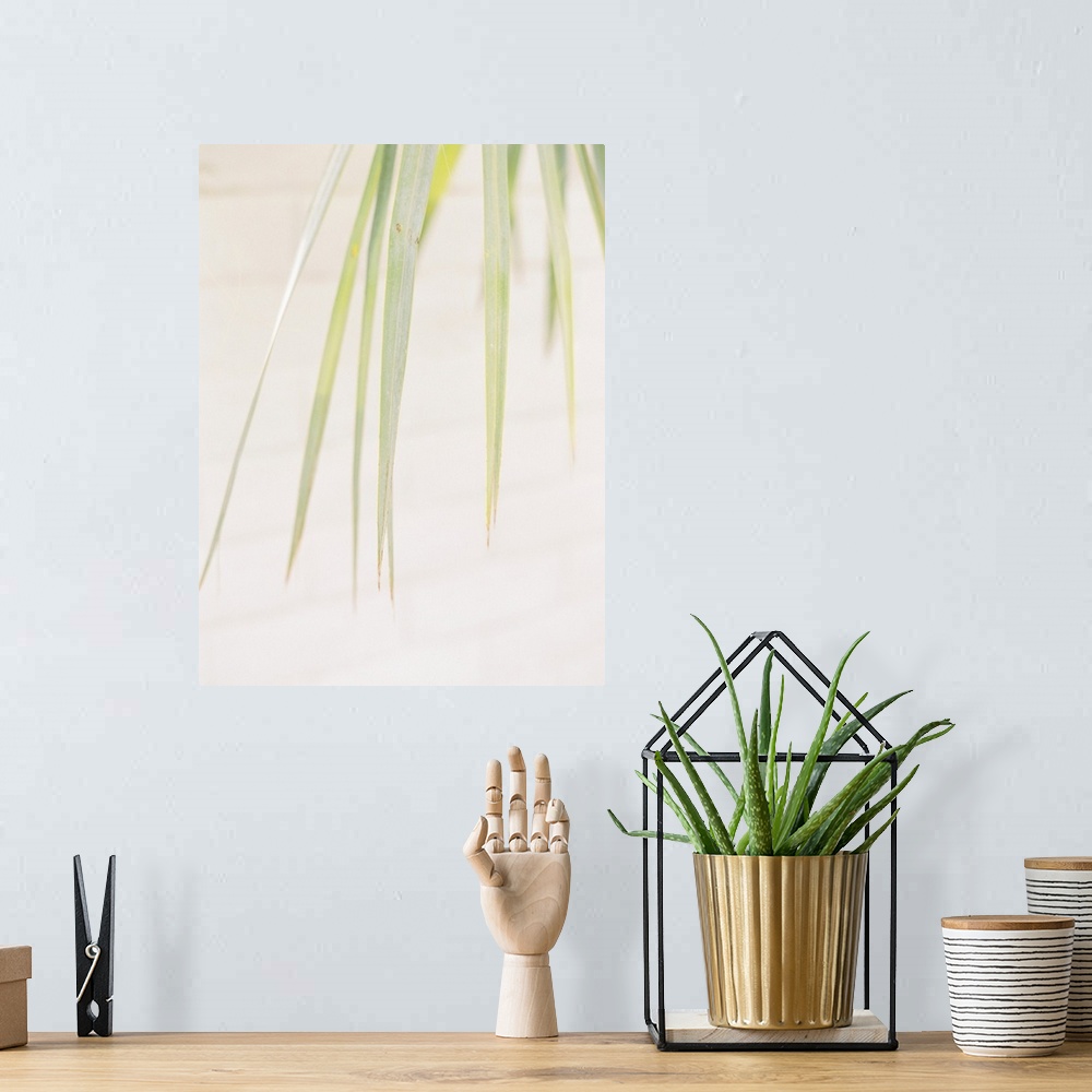 A bohemian room featuring A close up photograph of palm leaves against a desert background.