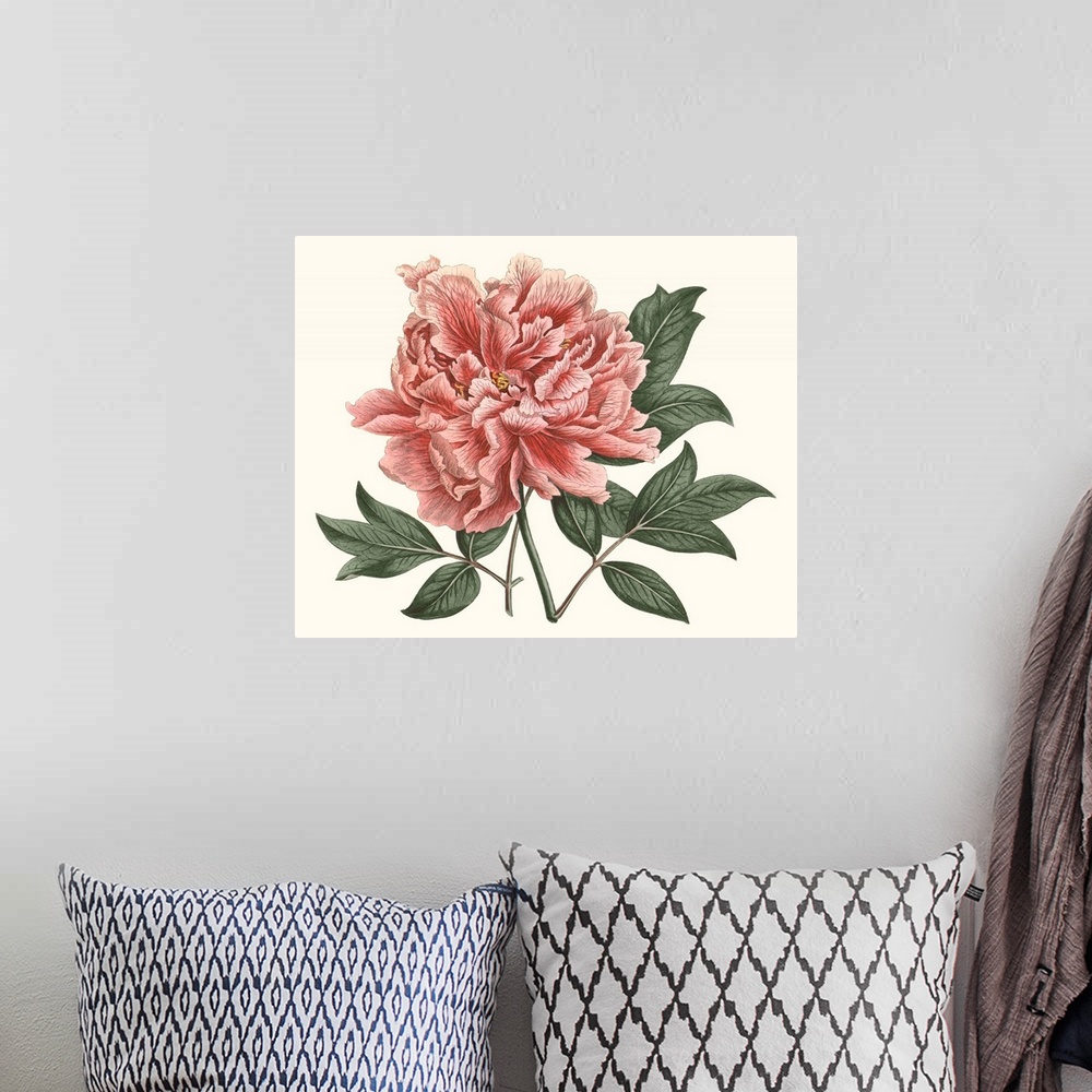 A bohemian room featuring Vintage-inspired botanical illustration of a blush-colored peony.