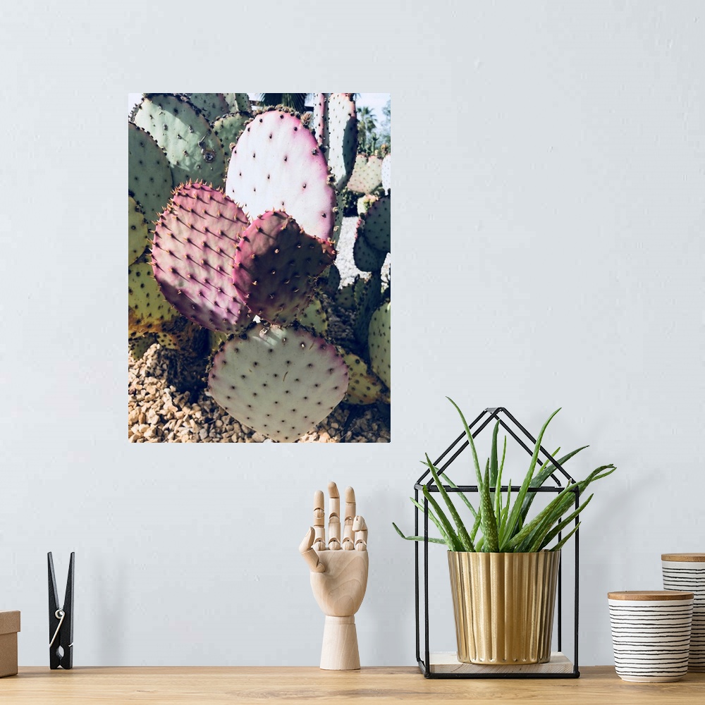 A bohemian room featuring Pink Green Cactus III