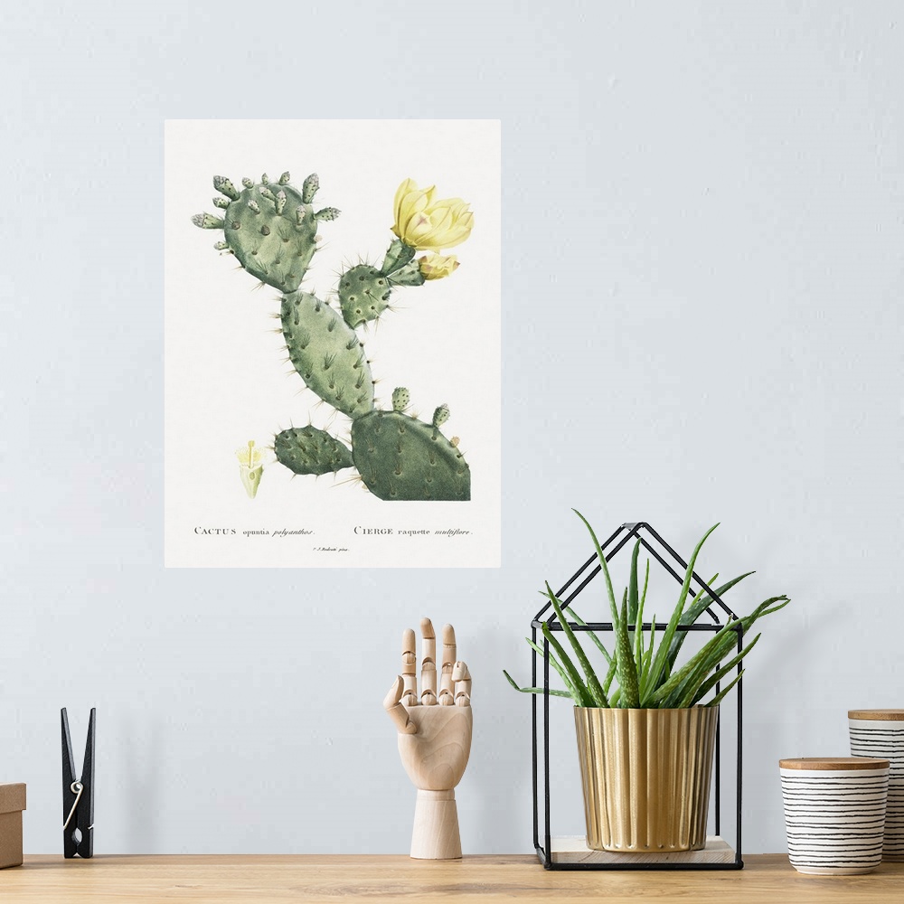 A bohemian room featuring Redoute Cactus I