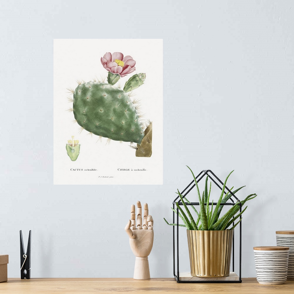 A bohemian room featuring Redoute Cactus III