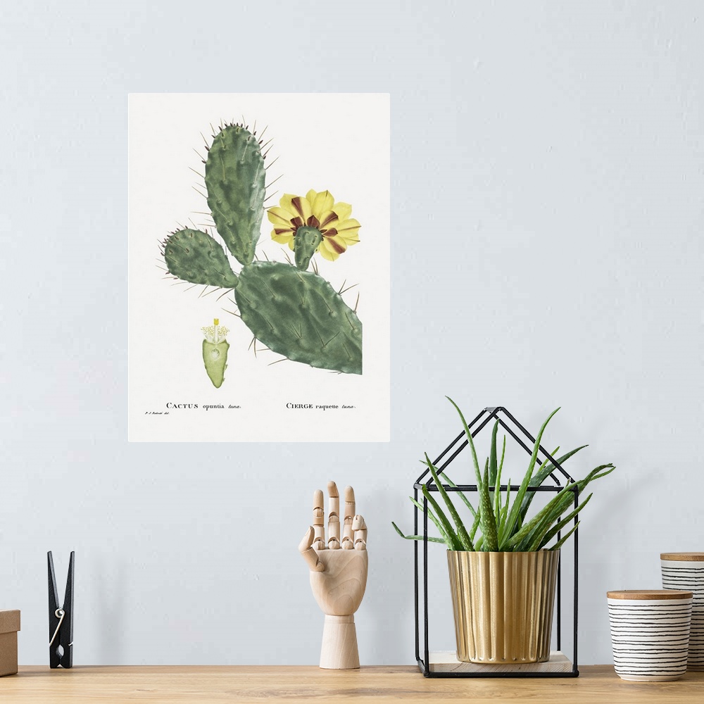 A bohemian room featuring Redoute Cactus IV