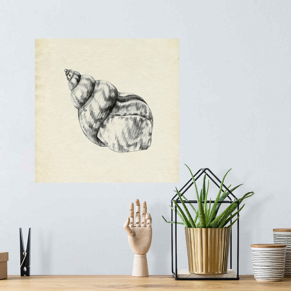 A bohemian room featuring Seashell Pencil Sketch III