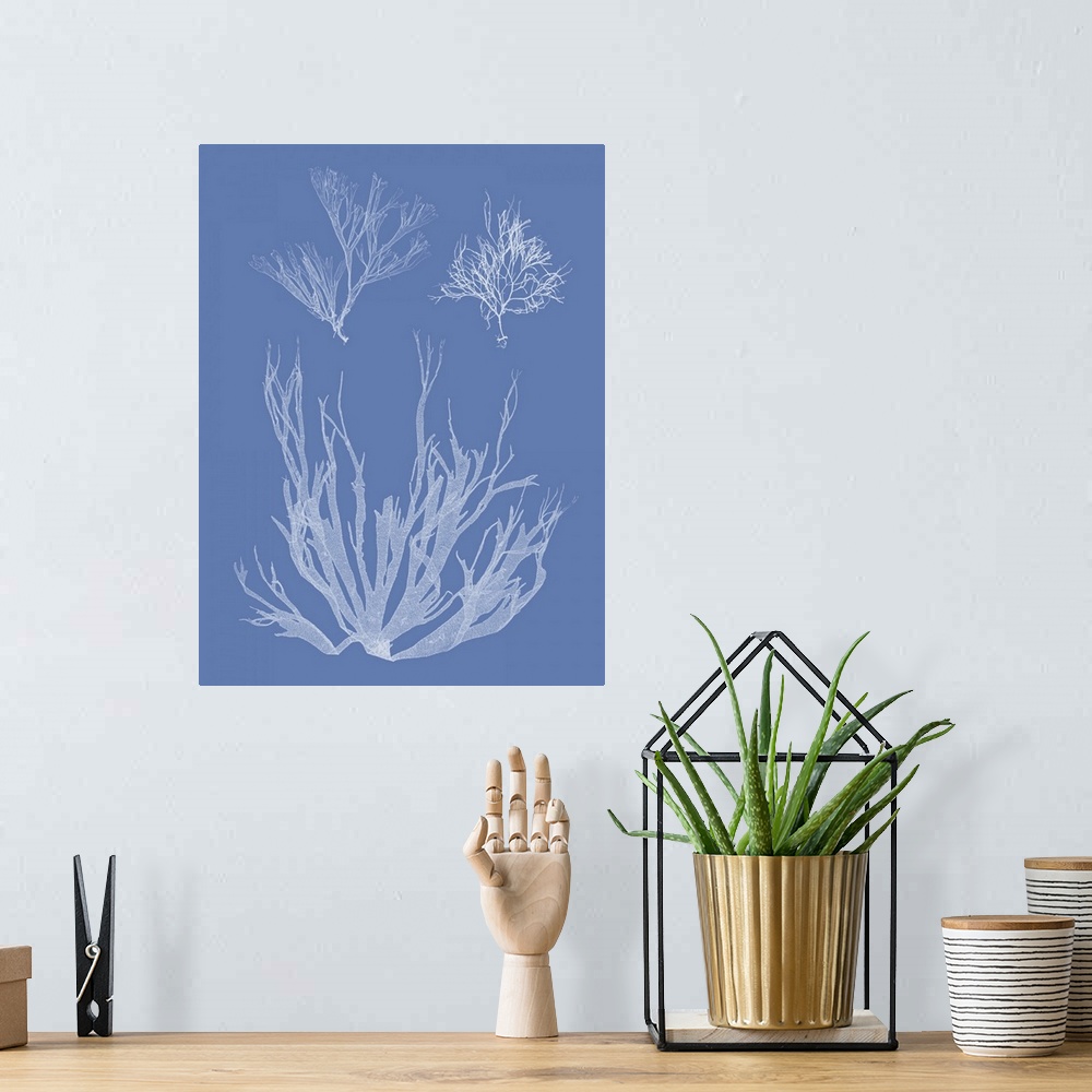 A bohemian room featuring Through a process called cyanotype, this photo features the silhouette of a seaweed plant on blue...