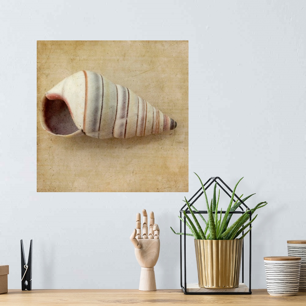 A bohemian room featuring Sepia Shell IV