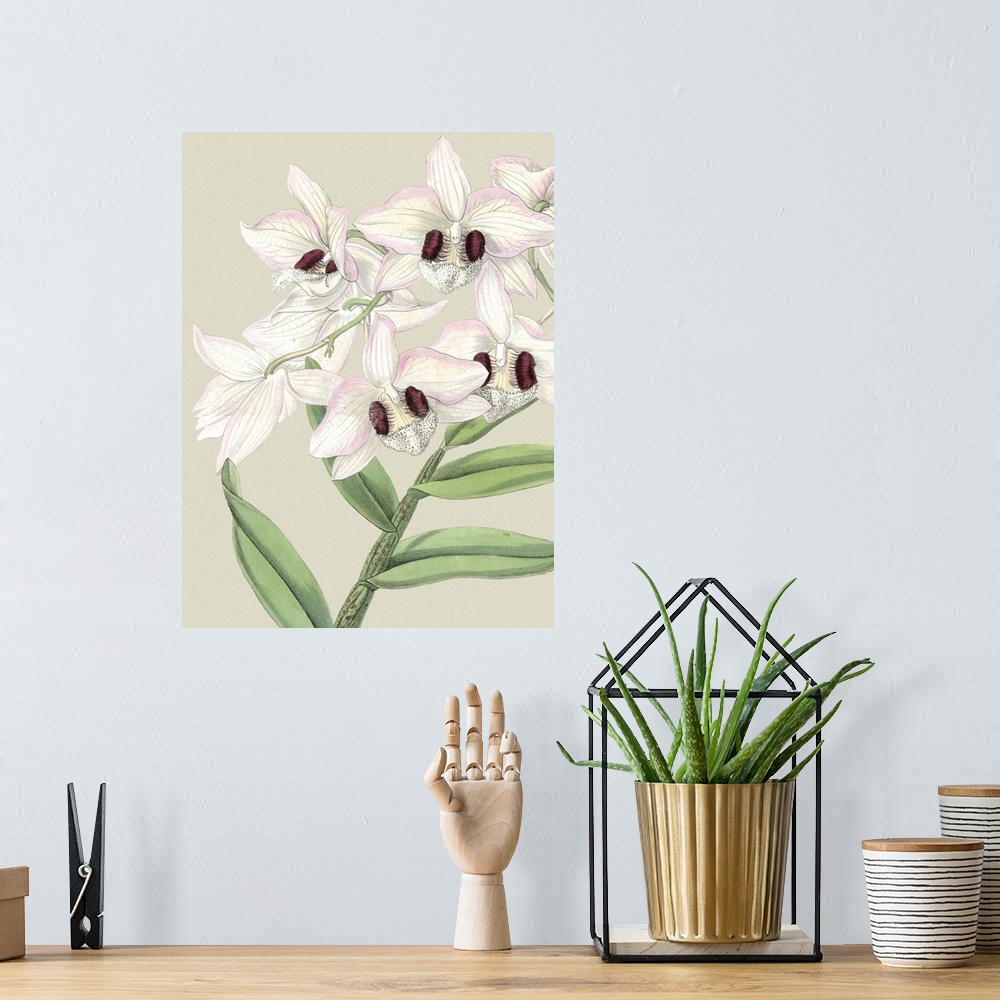 A bohemian room featuring Small Orchid Blooms II