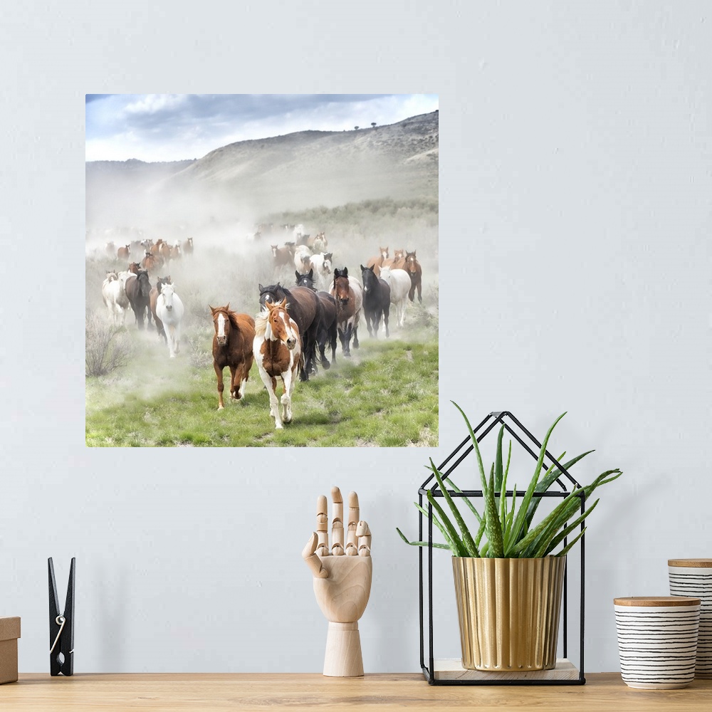 A bohemian room featuring Fine art photo of a herd of wild horses running across the plain.