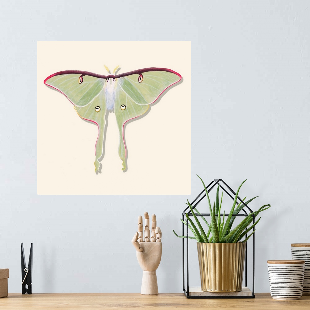A bohemian room featuring Watercolor Moths IV