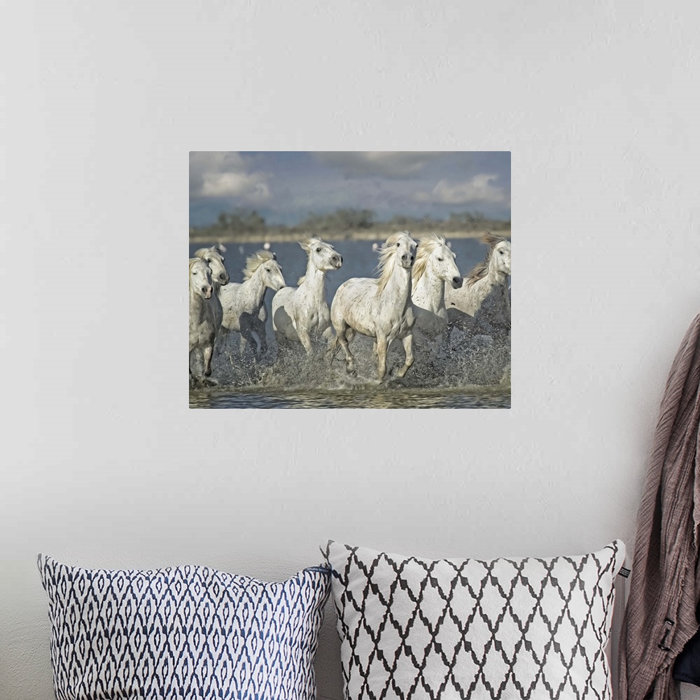 A bohemian room featuring Photograph of a group of white horses running through shallow waters.