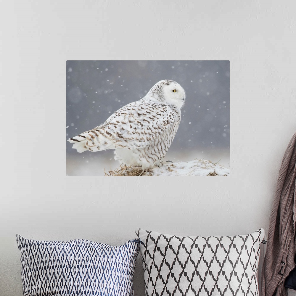 A bohemian room featuring A Side Portrait Of Snowy Owl
