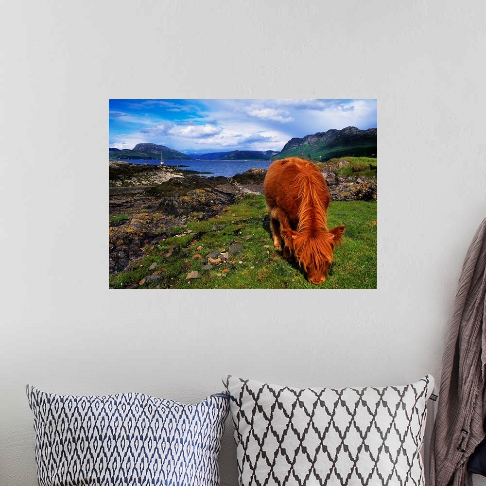 A bohemian room featuring Highland Cattle, Scotland