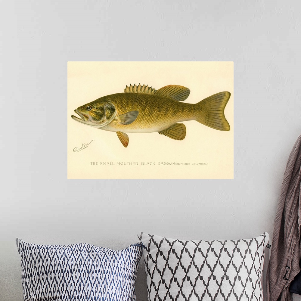 A bohemian room featuring Small Mouthed Black Bass