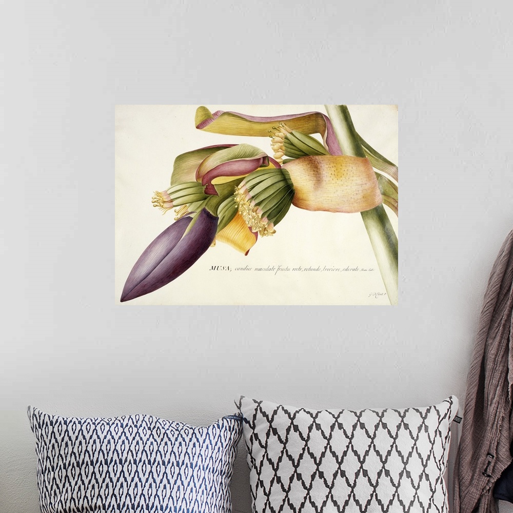 A bohemian room featuring FIT89331 PD.117-1973f.19 Flower of the Banana Tree (Musa candice maculato fructo) (w/c