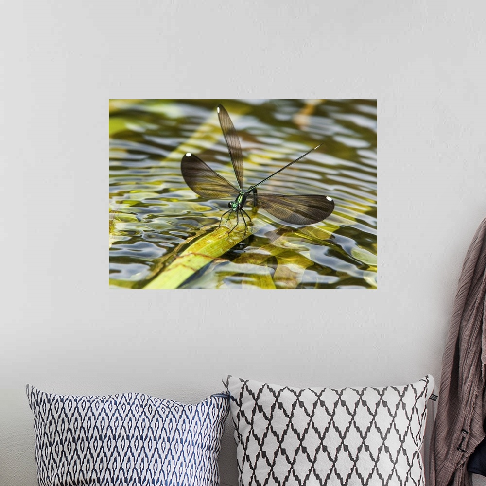 A bohemian room featuring Female Sparkling Jewelwing (Calopteryx dimidiata) displays while perched on a waterplant leaf in ...