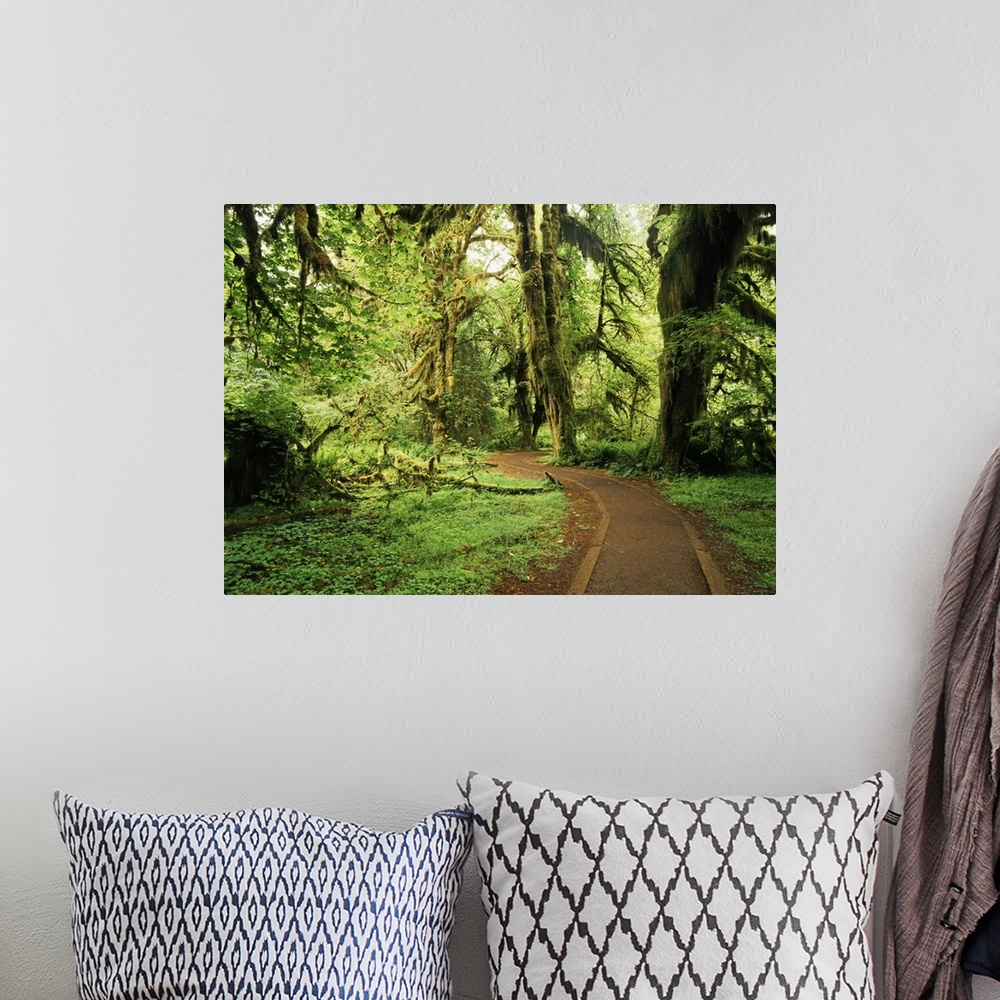 A bohemian room featuring USA, Washington State, Olympic National Park, road through clubmoss, Hoh Rainforest.