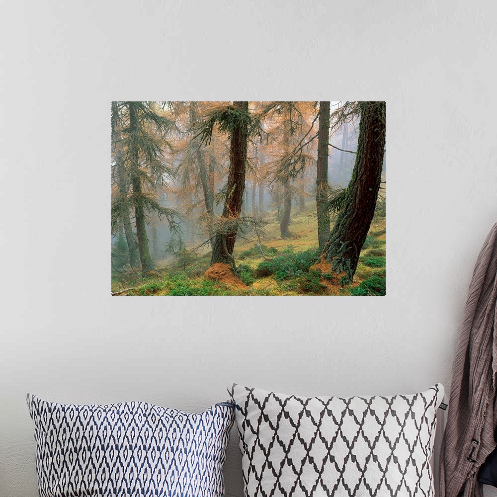 A bohemian room featuring Larchs forest
