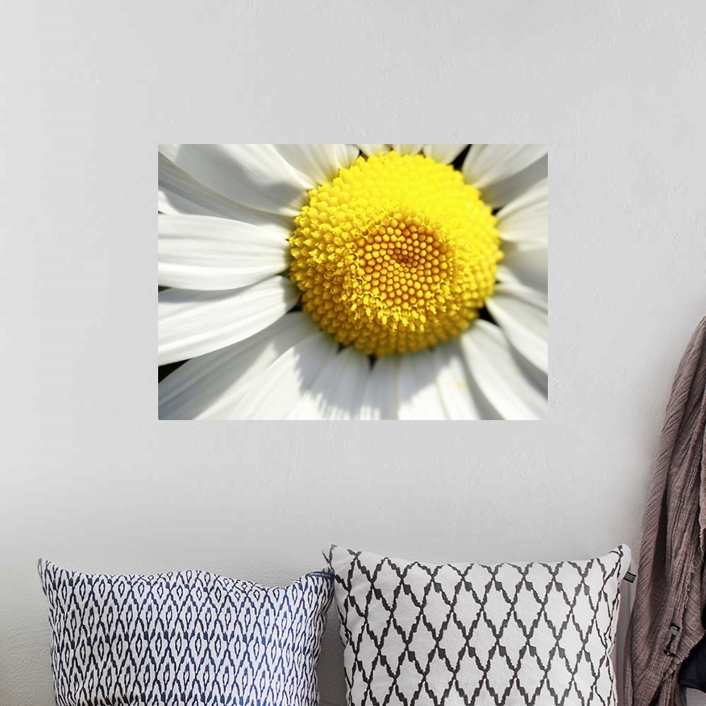 A bohemian room featuring A macro image of a daisy.