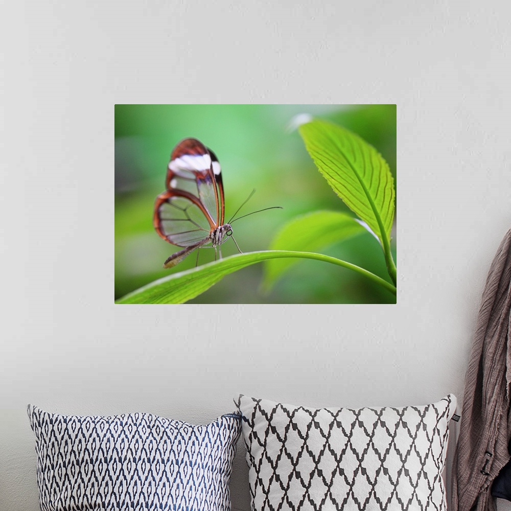 A bohemian room featuring Glass wing butterfly relaxing on fresh green leaf
