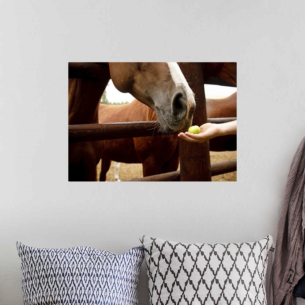 A bohemian room featuring Hand feeding a horse an apple.
