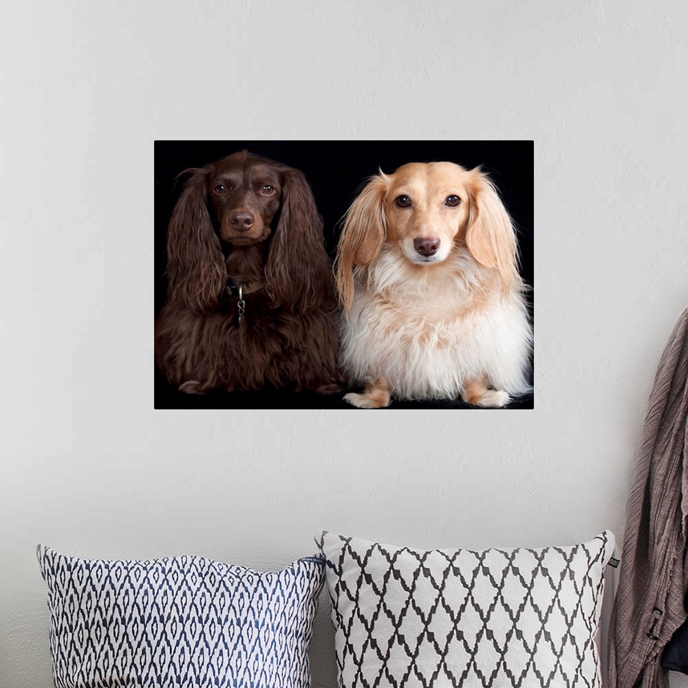A bohemian room featuring Two long haired miniature dachshunds on black background.