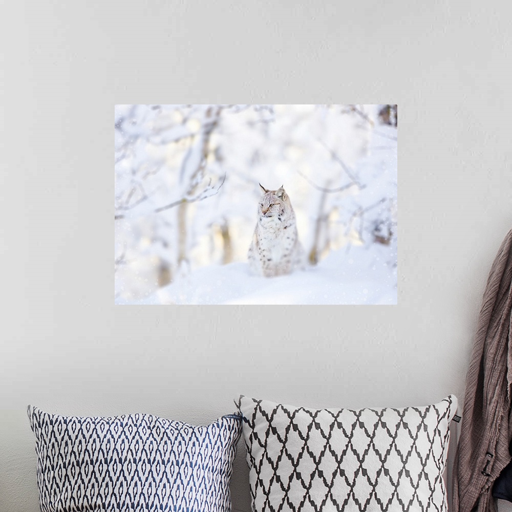 A bohemian room featuring Snow lynx