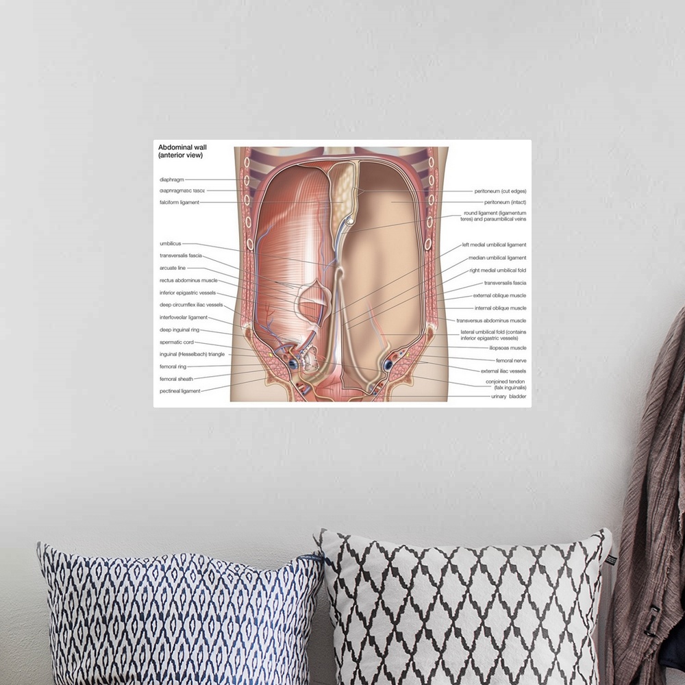 A bohemian room featuring Abdominal wall - anterior view