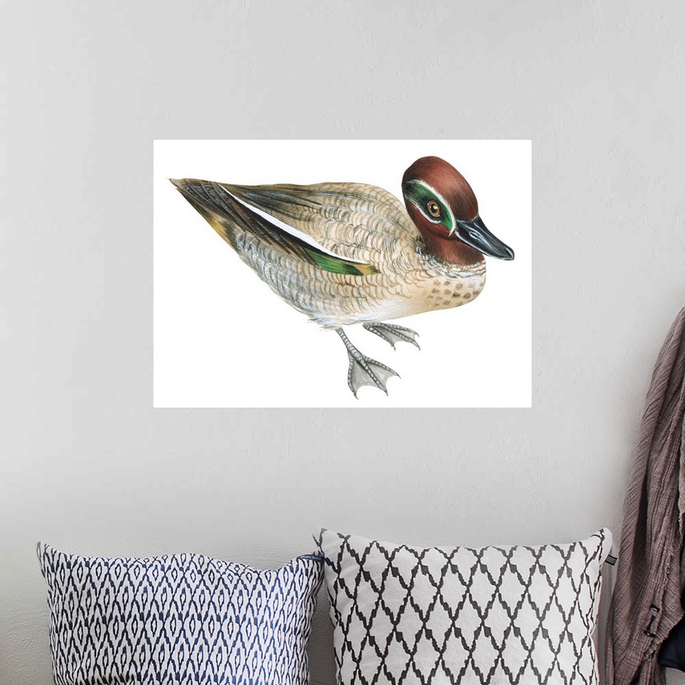 A bohemian room featuring Educational illustration of the green winged-teal.