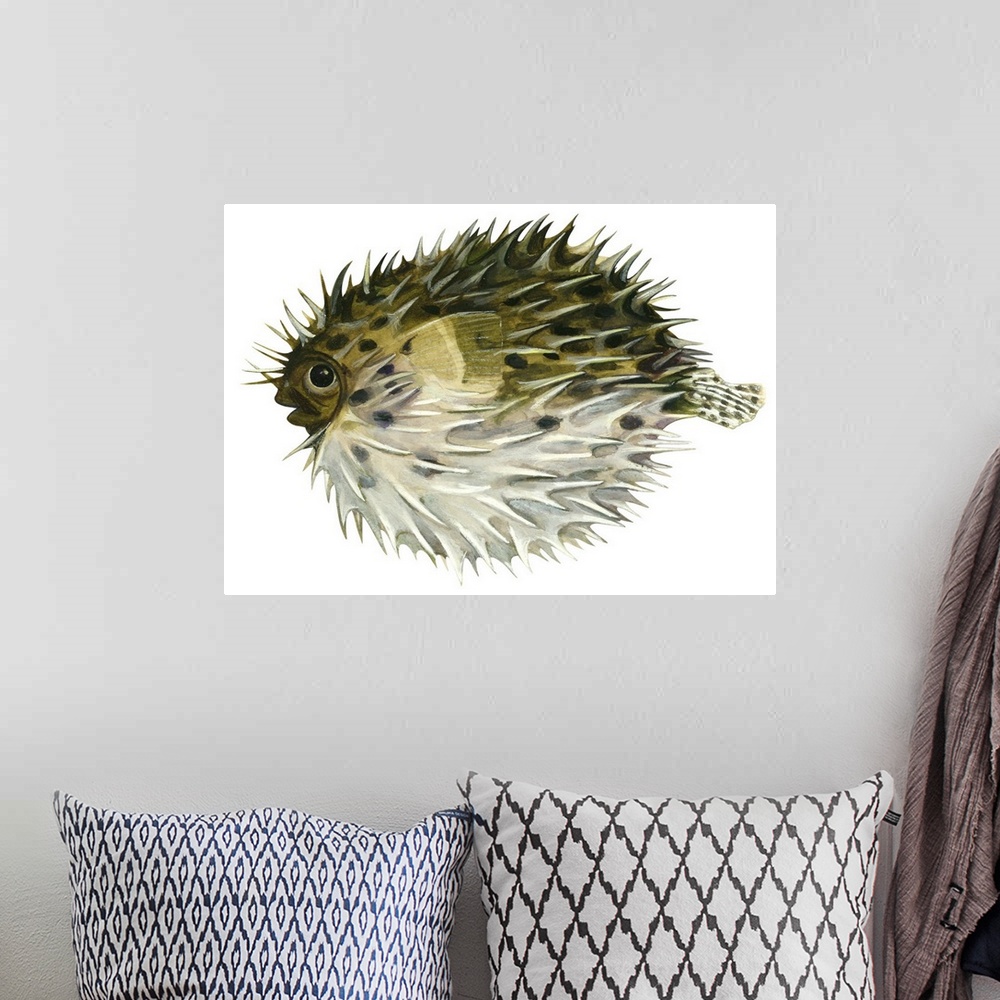 A bohemian room featuring Porcupinefish (Diodon Holocanthus)