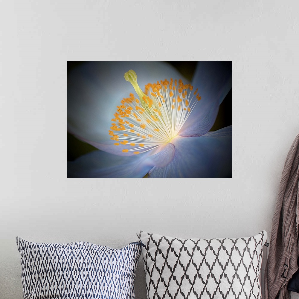 A bohemian room featuring Close up photo of the center of a blue poppy with a yellow pistil and stamens.