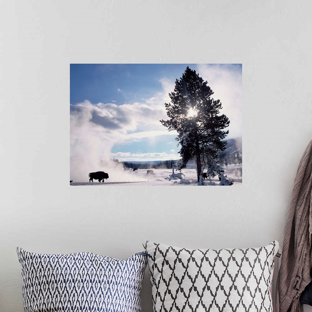 A bohemian room featuring American Bison (Bison bison) in winter, Yellowstone National Park, Wyoming