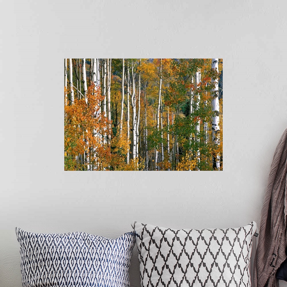 A bohemian room featuring Aspen trees in fall colors, Lost Lake, Gunnison National Forest, Colorado