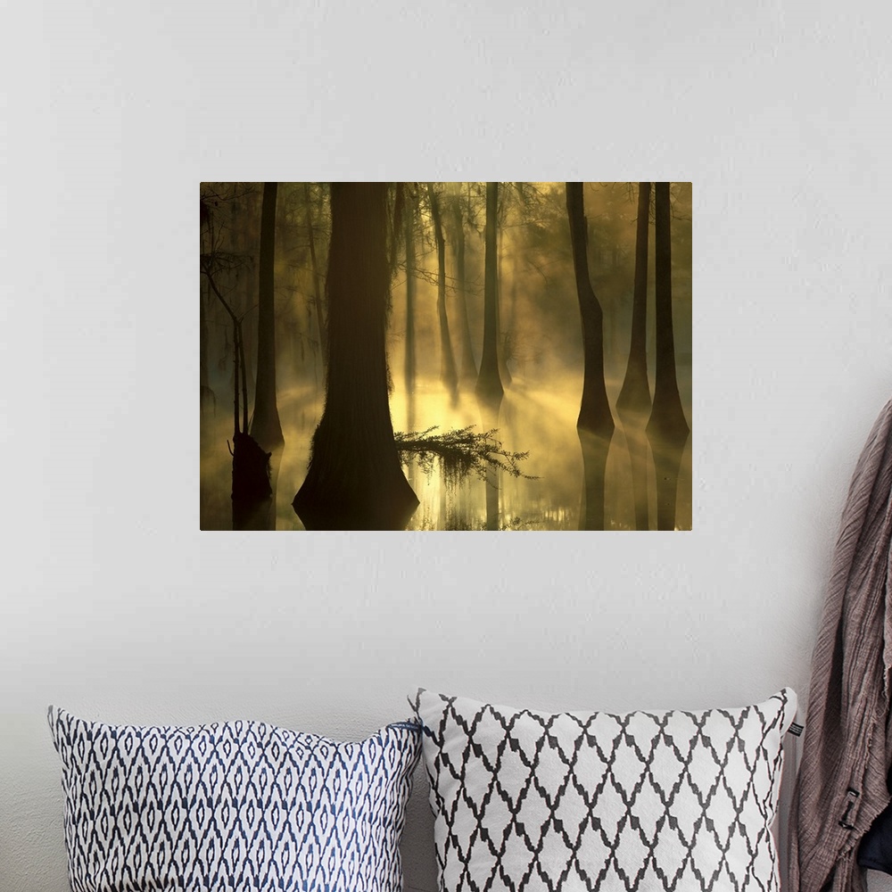 A bohemian room featuring Photograph of marshland with sunlight and fog peering through tall tree barks.