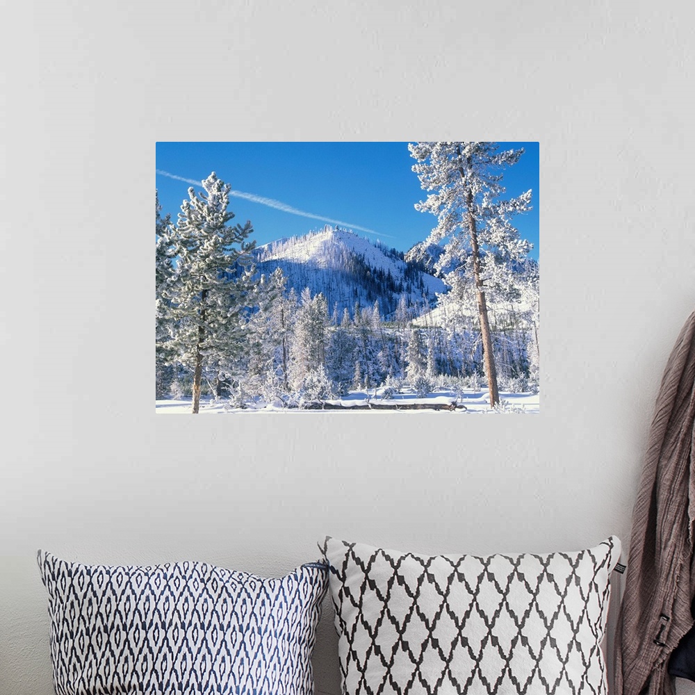 A bohemian room featuring Pine (Pinus sp) trees covered with snow in winter, Yellowstone National Park, Wyoming