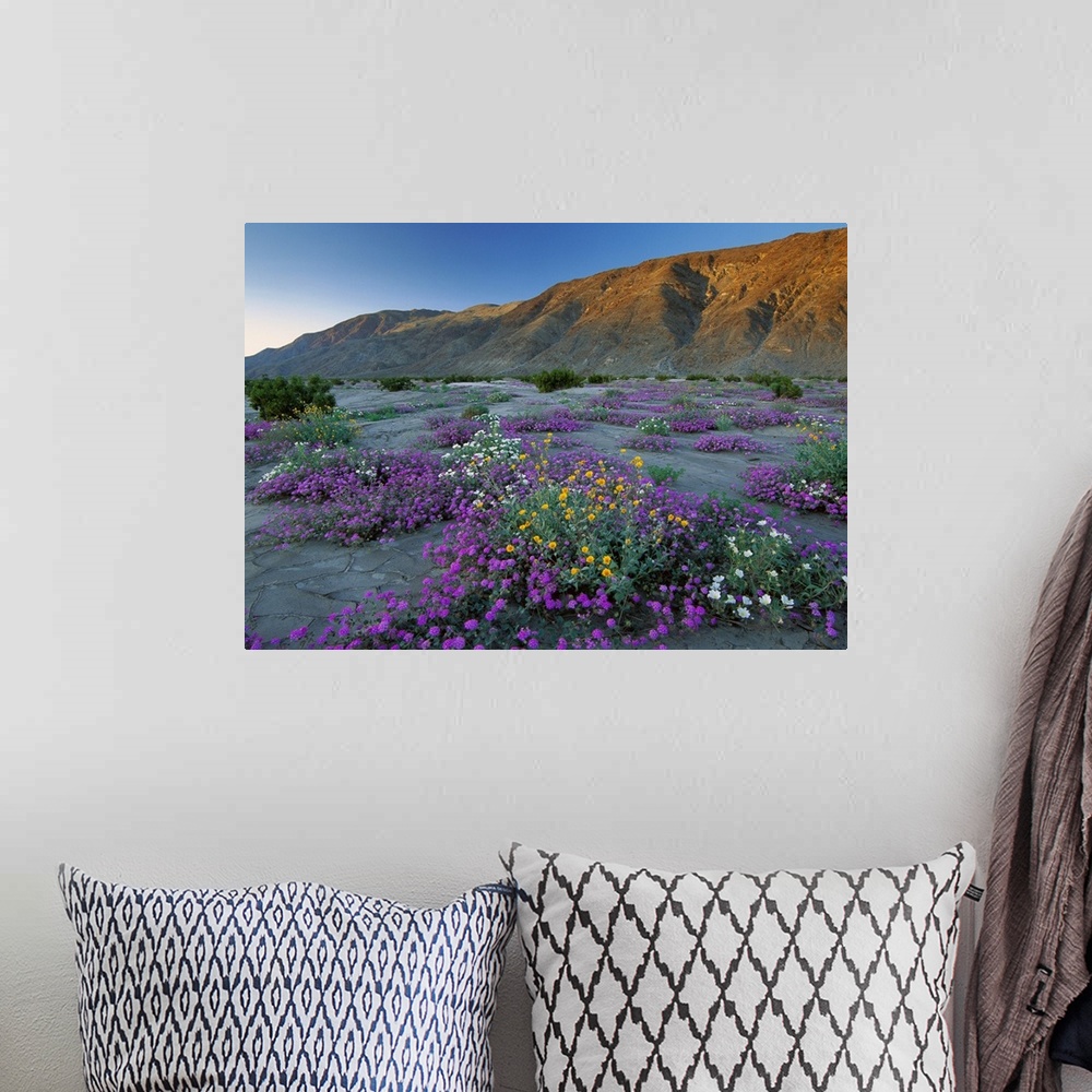 A bohemian room featuring Sand Verbena and Desert Sunflowers, Anza-Borrego Desert State Park, California
